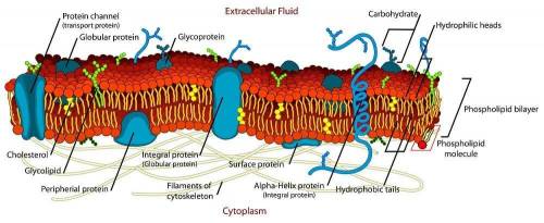 Cell membranes are composed of phospholipids that have head and tail regions the phospholipid tail i