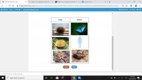 Match the organisms with the type of symmetry they exhibit. radial bilateral