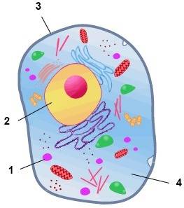 What is structure 2, and how does it  sustain life?  a.  structure 2 is a chloroplast, which is the