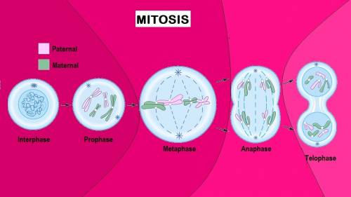 Match the following. 1. the cell that begins the process of cell division telophase 2. the first par
