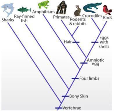 What separates rabbits/primate from the crocodiles on this cladogram? 9. which organism is most rela