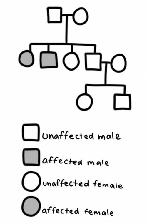 part-one-family-pedigree-instructions-use-the-17918807-20-09-2022