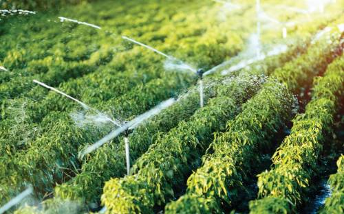 What does Irrigation and irrigate means?