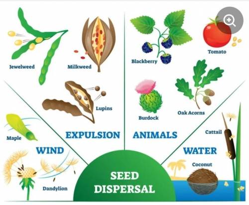 Go outdoors and look for ten different plants. See if you can figure out which type of seed dispersa