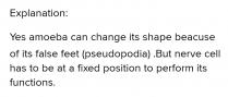 The shape of an amoeba is determined by their pseudopods. Pseudopods are bulges in an amoeba's outer