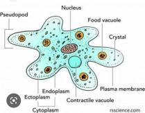 The shape of an amoeba is determined by their pseudopods. Pseudopods are bulges in an amoeba's outer