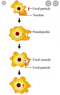 An amoeba is cell or organism with only one cell that can change its shape by using its finger-like 