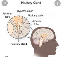 The hormones your pituitary gland releases have effects on many parts of your body, especially your: