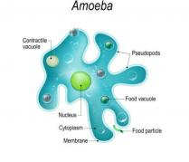 The surface area of amoeba shown: