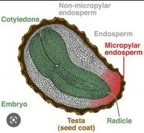 Need this store of protein: The seed consists of three components: embryo, endosperm (sometimes